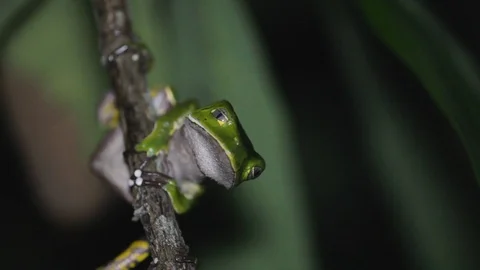 Up Shot of a Kambo Frog at Night Stock Footage 109155799