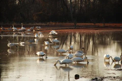 A shot from a lagoon deep in forrest full of kind of swans eating and drinkin Stock Photos