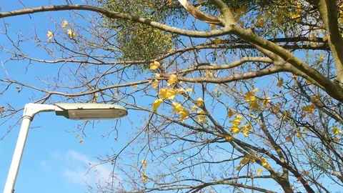Shot of lantern and trees in autumn Stock Footage 82020992