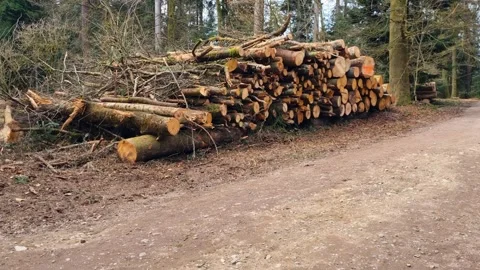Shot of a large stack of cut tree trunks ready for processing in the Bremgarten Stock Footage 305842153
