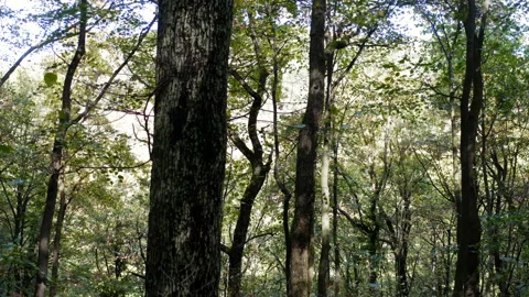 Shot of a large trunk in the middle of a thick forest Stock Footage 140345697