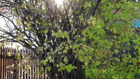 Shot of leaf fall in the garden Stock Footage 167347716