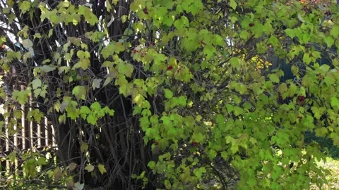Shot of leaf fall in the garden Stockbeeldmateriaal 167347724