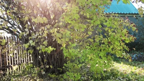 Shot of leaf fall in the garden Stock Footage 167347725