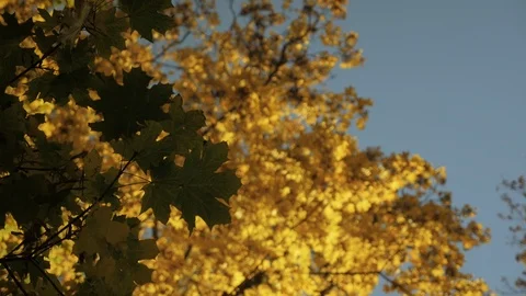 Shot of leaves in Oslo, Norway, still 2 Video stock 124273953