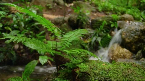 A shot of leaves on river Stock Footage 79035200