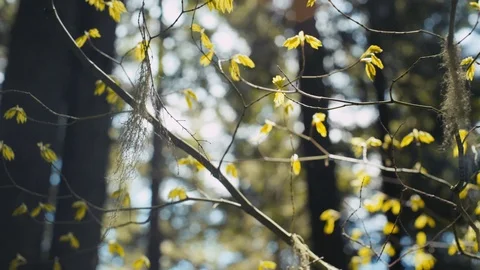 Shot of leaves in the sunlight Stock Footage 89817284