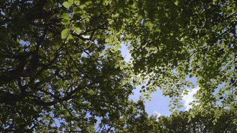 Shot Of Lens Flare Through Branches In Woodland Stock Footage 79656288