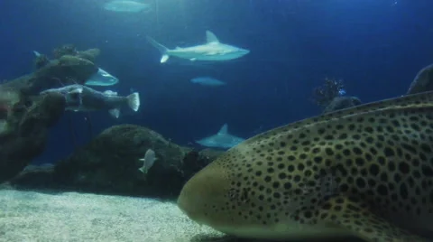 This is a shot of a leopard shark sitting on the ground breathing. Shot on a Stock Footage