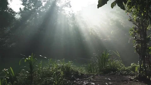 Shot of Light Rays Among the Plants. Stock Footage 146382250