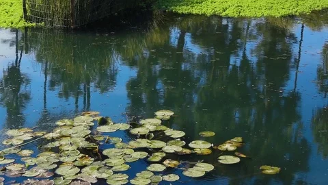 Shot of lilly pads in the water with reflection of palm trees. Stock Footage 85455280
