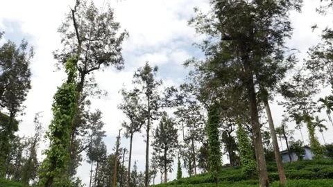 Shot of long trees in the forest, Long trees close view Видео 156957850