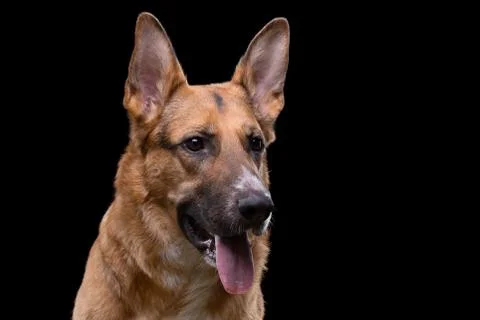 Shot of looking side german shepherd Stock Photos