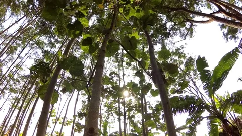 Shot looking up at the trees slowly Stock-Footage 70150826