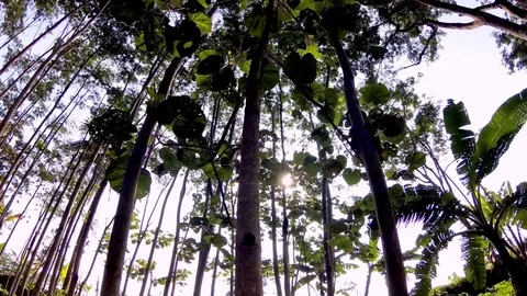 A shot looking up at the trees slowly Stock-Footage 70151156