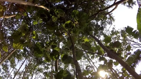 A shot looking up at the trees slowly, while slowly panning with the camera Stock-Footage 70151418
