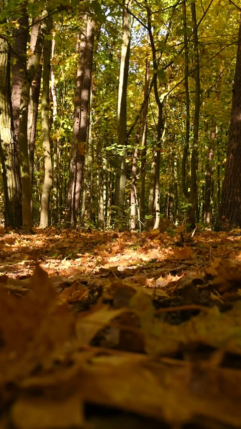 Shot of low angle forest floor with leaves drifting Video stock 331202363