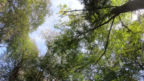 Shot at low angle looking at the sunny sky among tall trees Video stock 142185624