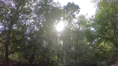 Shot with low angle looking at the sunny sky among tall trees and leaves. Video stock 142185638
