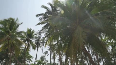 Shot of a lush palm tree with the sun in the backlight, creating lens flares and Stock Footage 304904778