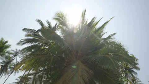 Shot of a lush palm tree with the sun in the backlight, creating lens flares and Stock Footage 304904975