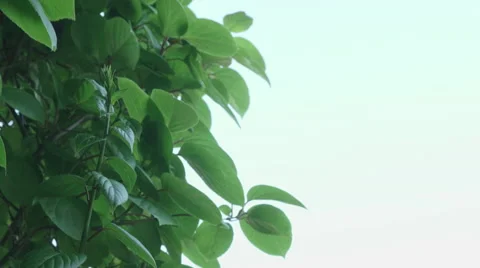 Shot of lush spring garden foliage in a gently blowing morning breeze Video stock 63837005