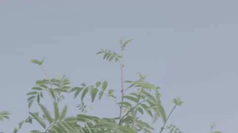 Shot of lush spring garden foliage in a gently blowing morning breeze Video stock 63841063