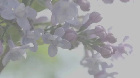 Shot of lush spring garden foliage in a gently blowing morning breeze Video stock 63841111