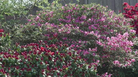 Shot of lush spring garden foliage in a gently blowing morning breeze Video stock 63841493