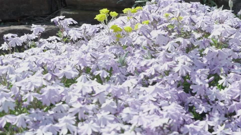 Shot of lush spring garden foliage in a gently blowing morning breeze Video stock 63841731