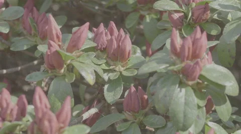 Shot of lush spring garden foliage in a gently blowing morning breeze Video stock 63841941