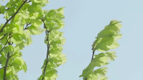 Shot of lush spring garden foliage in a gently blowing morning breeze Video stock 63842356