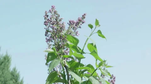 Shot of lush spring garden foliage in a gently blowing morning breeze Video stock 63842386