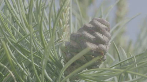 Shot of lush spring garden foliage in a gently blowing morning breeze Video stock 63842614