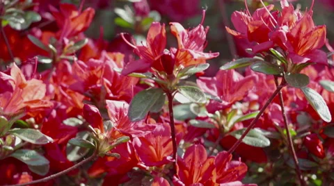 Shot of lush spring garden foliage in a gently blowing morning breeze Video stock 63846478