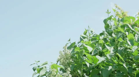 Shot of lush spring garden foliage in a gently blowing morning breeze Video stock 63846511