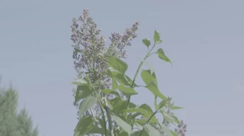 Shot of lush spring garden foliage in a gently blowing morning breeze Video stock 63846562