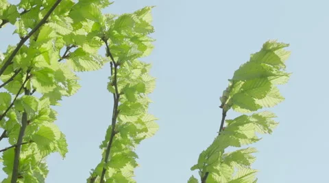 Shot of lush spring garden foliage in a gently blowing morning breeze Video stock 63846779