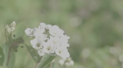 Shot of lush spring garden foliage in a gently blowing morning breeze Video stock 63847046