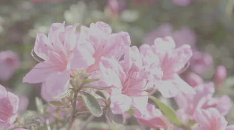 Shot of lush spring garden foliage in a gently blowing morning breeze Video stock 63850436