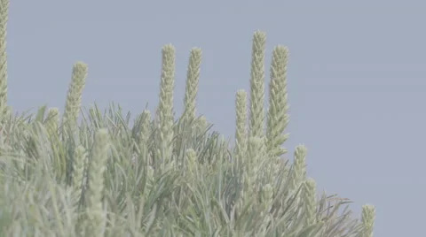 Shot of lush spring garden foliage in a gently blowing morning breeze Video stock 63852007