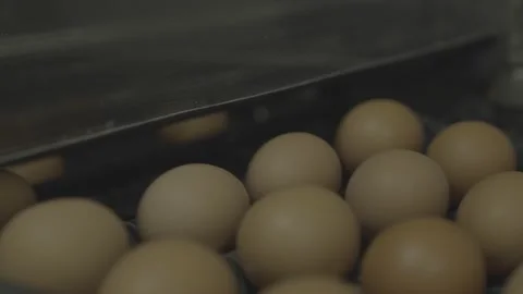 Shot Of Machine That Sizes Eggs in Egg/Chicken Farm Stock Footage 231504471