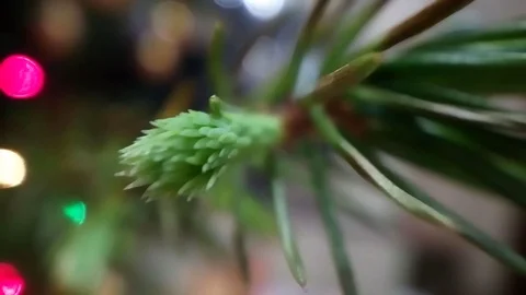 Shot macro of a Christmas tree needle. Vídeos de archivo 118521559