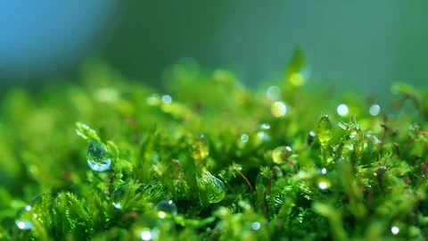 Shot macro plan green moss with raindrops, a dew of the morning. Stock Footage 90504507