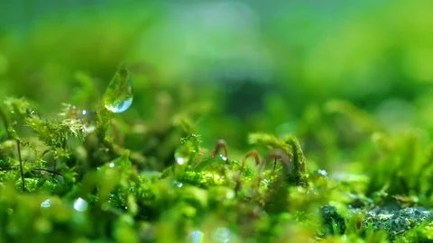 Shot macro plan green moss with raindrops, a dew of the morning. Stock Footage 90504518