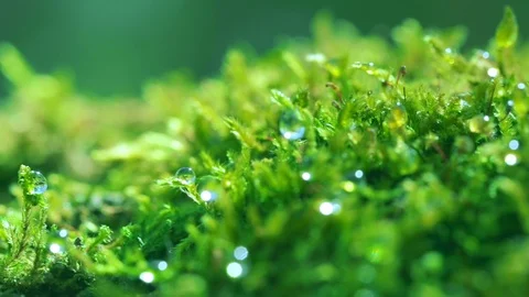 Shot macro plan green moss with raindrops, a dew of the morning. Stock Footage 90504520
