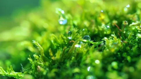 Shot macro plan green moss with raindrops, a dew of the morning. Stock Footage 90504528