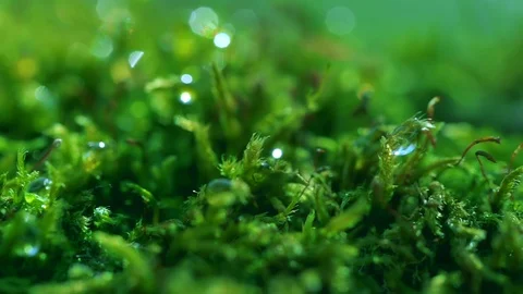 Shot macro plan green moss with raindrops, a dew of the morning. Stock Footage 90504534