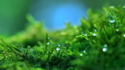 Shot macro plan green moss with raindrops, a dew of the morning. Stock Footage 90504535
