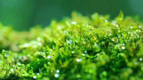 Shot macro plan green moss with raindrops, a dew of the morning. Stock Footage 90504538